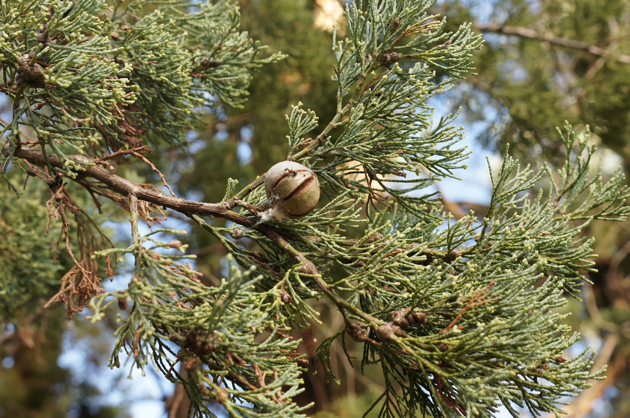 white-cypress-pine-grasslands